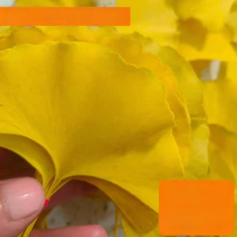 Ginkgo falevél ág – faldekorációs példány, színezés nélkül, természetes megjelenés