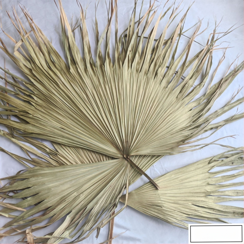 Pálmalevél lap dekorációhoz — szárított levél erek, pálma fajta, márka Qifeng cattail fan