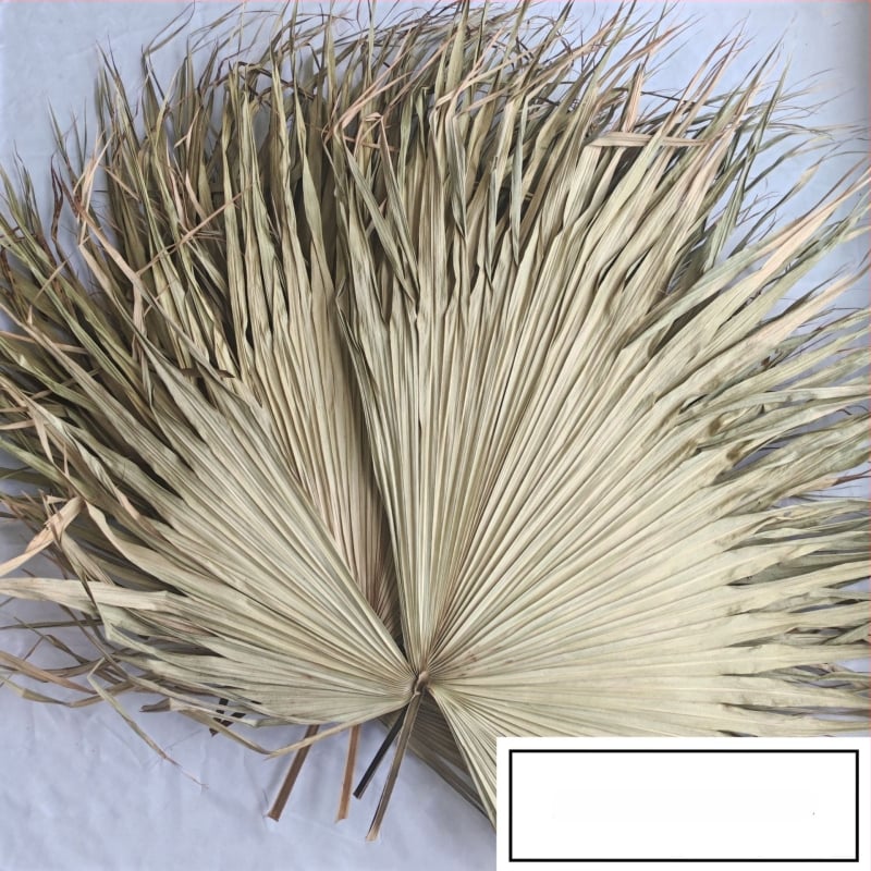 Pálmalevél lap dekorációhoz — szárított levél erek, pálma fajta, márka Qifeng cattail fan