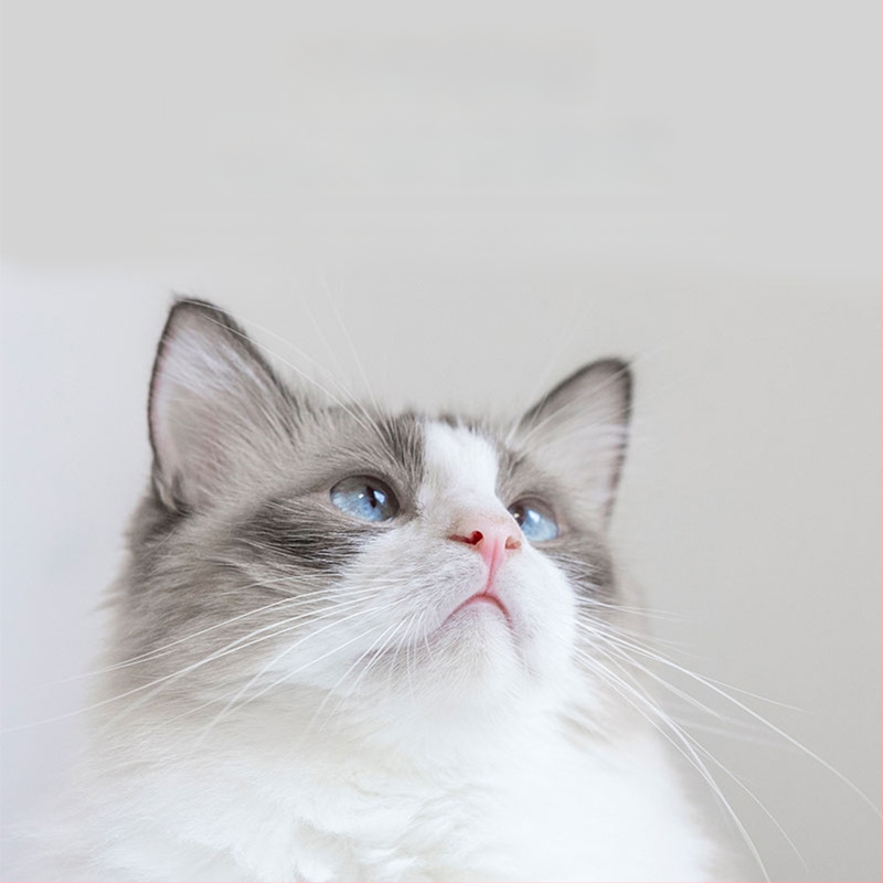 Υγρά μαντηλάκια καθαρισμού γάτας Jianhe, 32 τεμάχια, καθαρισμός σώματος, αυτιών και ματιών, αφαίρεση δακρύων