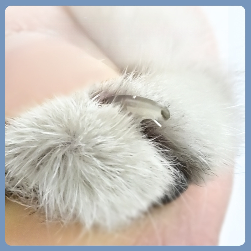 Macska körömvágó olló védőfogantyúval, biztonságos kialakítás, 100 darabos csomag