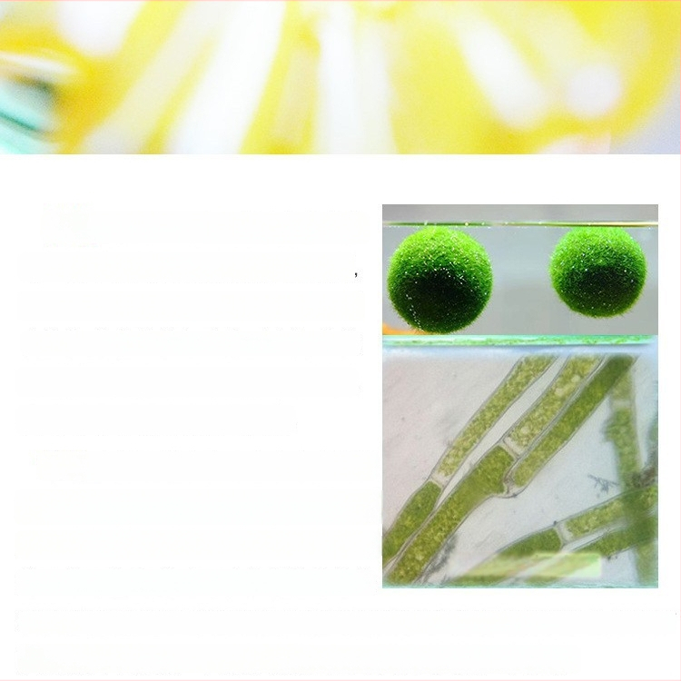 Bilă de alge Marimo în sticlă ecologică — peisaj hidroponic mic pentru cămin și acvariu cu pești de companie — plante acvatice oxigenante
