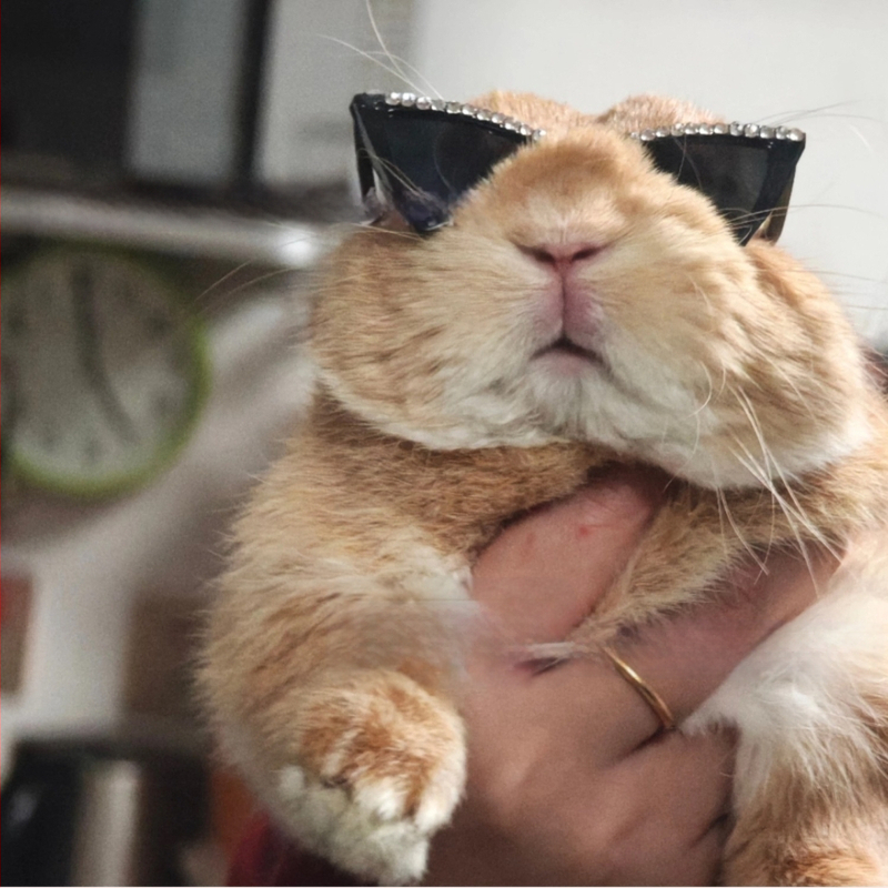 Ochelari pentru animale de companie, cu cristale în stil pisică, hip-hop, din plastic