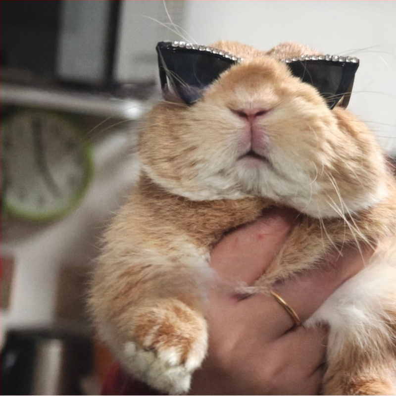 Ochelari pentru animale de companie, cu cristale în stil pisică, hip-hop, din plastic