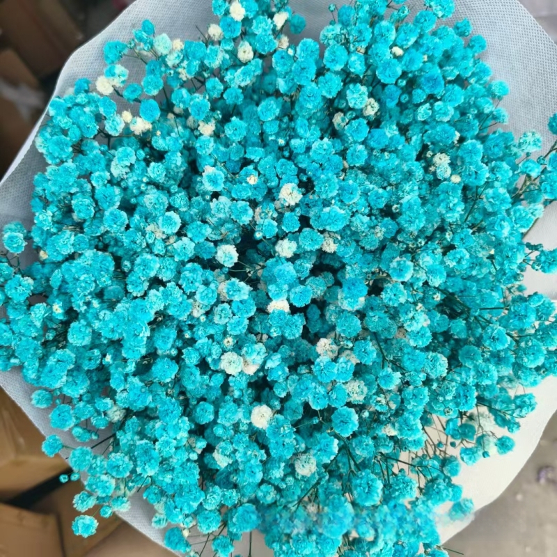 Nothing Brand Gypsophila Veșnică – Flori uscate Cer Înstelat