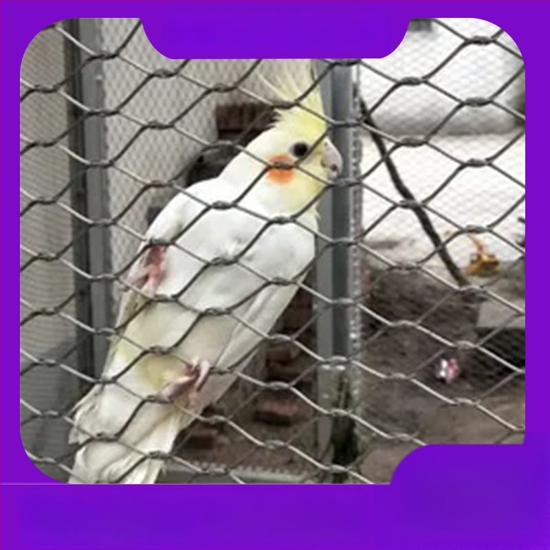 Express rozsdamentes acélból készült huzalozott védőháló, 304-es rozsdamentes acélból, diamantszerkezetű nyílásokkal, parkok, állatkertek, szállodák és bevásárlóközpontok számára