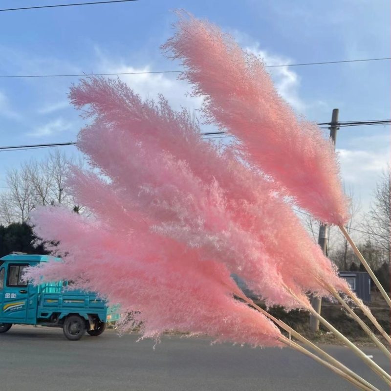 Rožinė džiovintų pampas gėlių puokštė - džiovintos gėlės, natūrali dekoracija studijos nuotraukoms ir vestuvėms, ženklas Yabo, pakuotė Opp bag, procesas 3404050