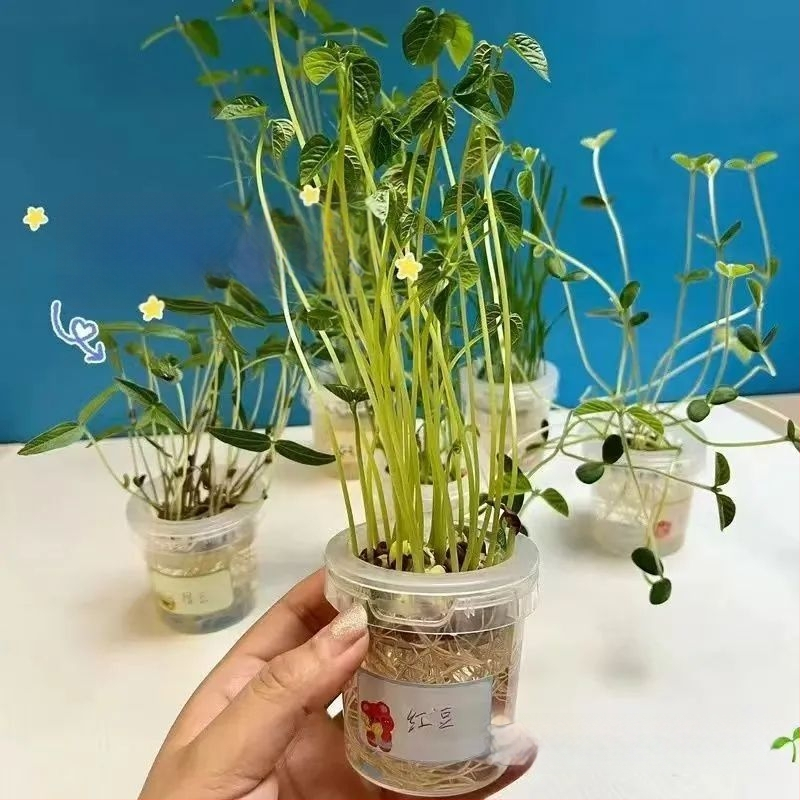 Hidroponski set za sjemenke graha u glaziranoj porcelanskoj posudi za kućno vrtlarenje, podno postolje, otporan na koroziju