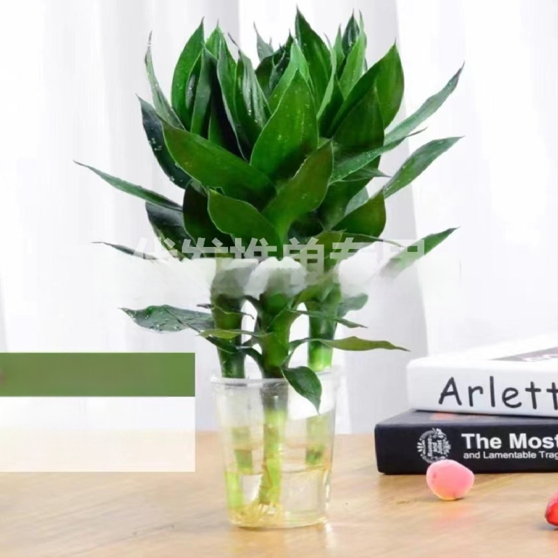 Szerencsés bambusz hidroponikus növény (Anyag: ABS műanyag; Importált: Nem; Licencelt magánmárkák: Igen; Márka: Nincs; IP engedély: Nincs)