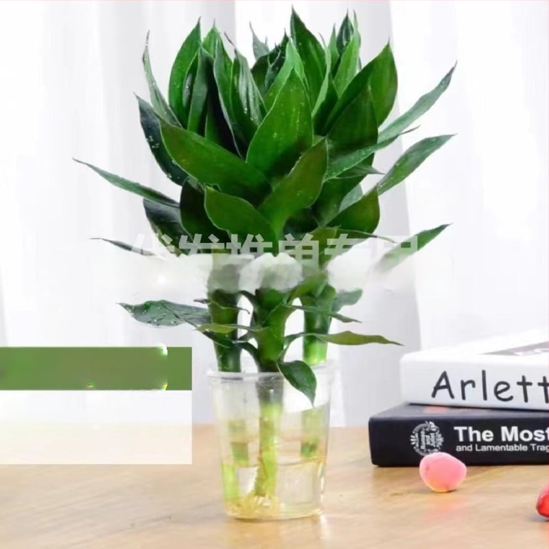 Szerencsés bambusz hidroponikus növény (Anyag: ABS műanyag; Importált: Nem; Licencelt magánmárkák: Igen; Márka: Nincs; IP engedély: Nincs)