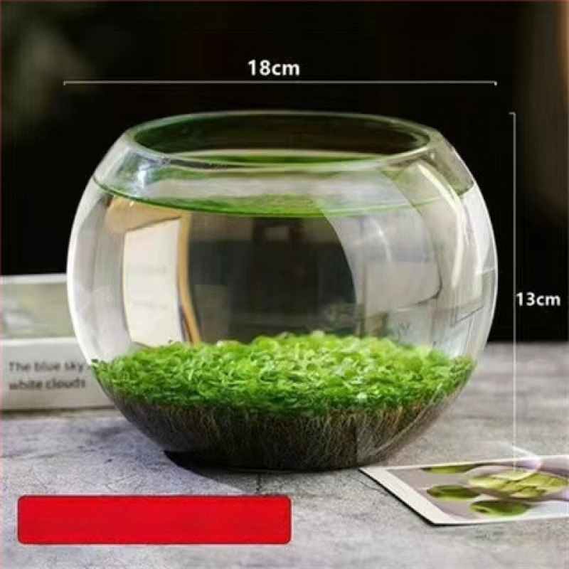 Хидропонна екологична бутилка за настолен декор — стъклена бутилка с водни растения и семена за ландшафт