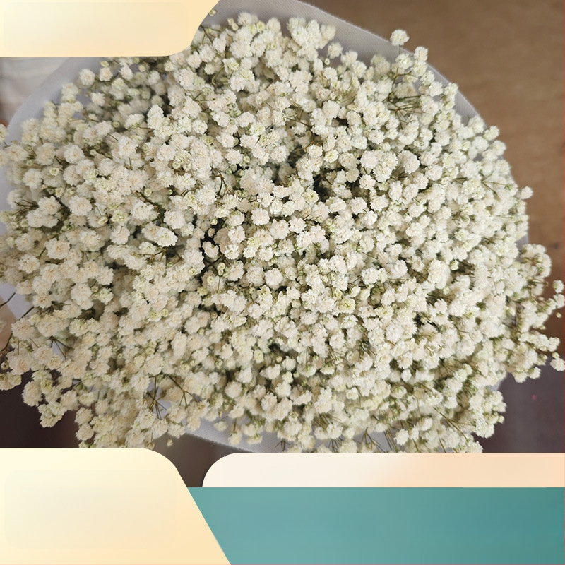 Starry Sky saglabāto ziedu pušķis, 400–500 g