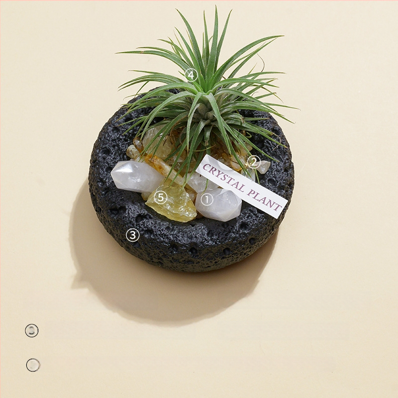 Krištolinio ananaso terariumas su oro augalu, šiuolaikiškas minimalistinis geometrinis dekoras