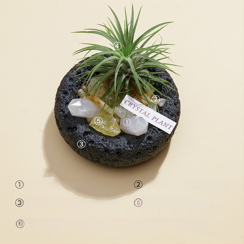 Krištolinio ananaso terariumas su oro augalu, šiuolaikiškas minimalistinis geometrinis dekoras