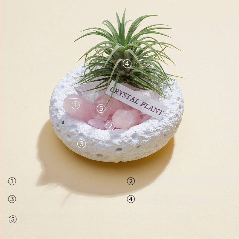 Krištolinio ananaso terariumas su oro augalu, šiuolaikiškas minimalistinis geometrinis dekoras