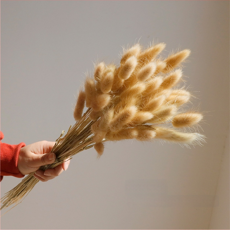 Kuivade lillede kimp, Wabi-Sabi stiil, Forget-me-not sortiment, värvimata, pakendatud Opp kotis