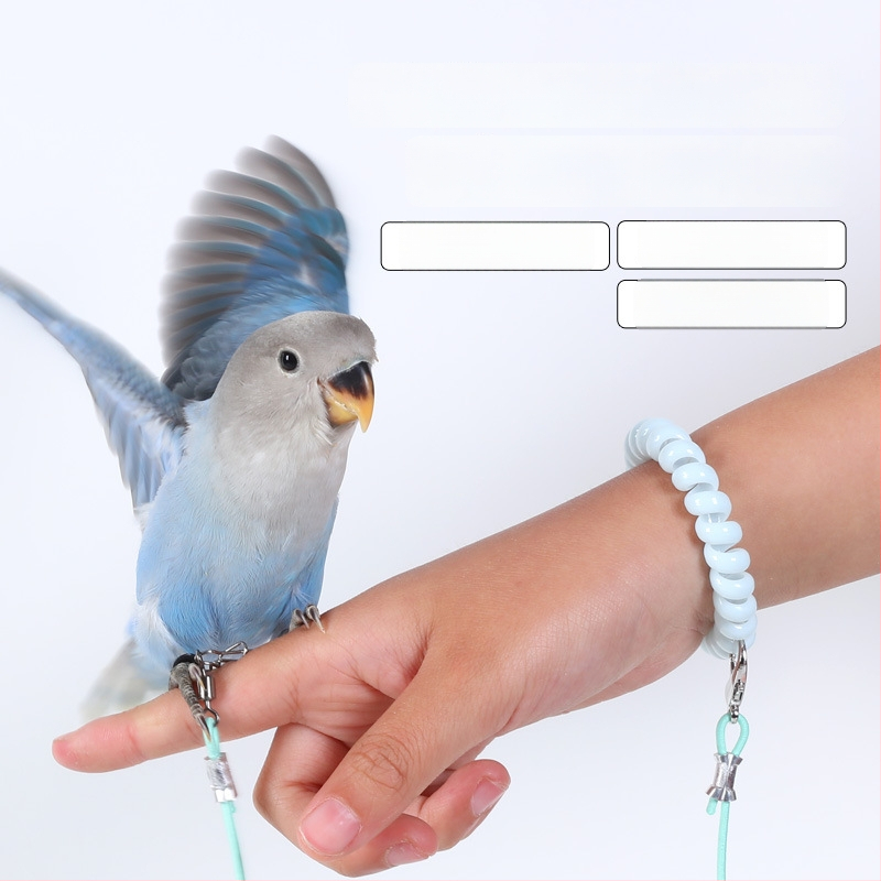 Papagai lidošanas apmācību virve – ultraliega, no elastīgā pavediens ar pēdas gredenu, pēdas ķēdi un kakla komplektu