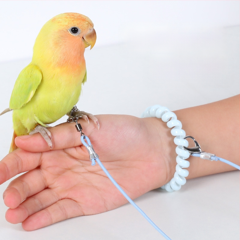 Papagai lidošanas apmācību virve – ultraliega, no elastīgā pavediens ar pēdas gredenu, pēdas ķēdi un kakla komplektu