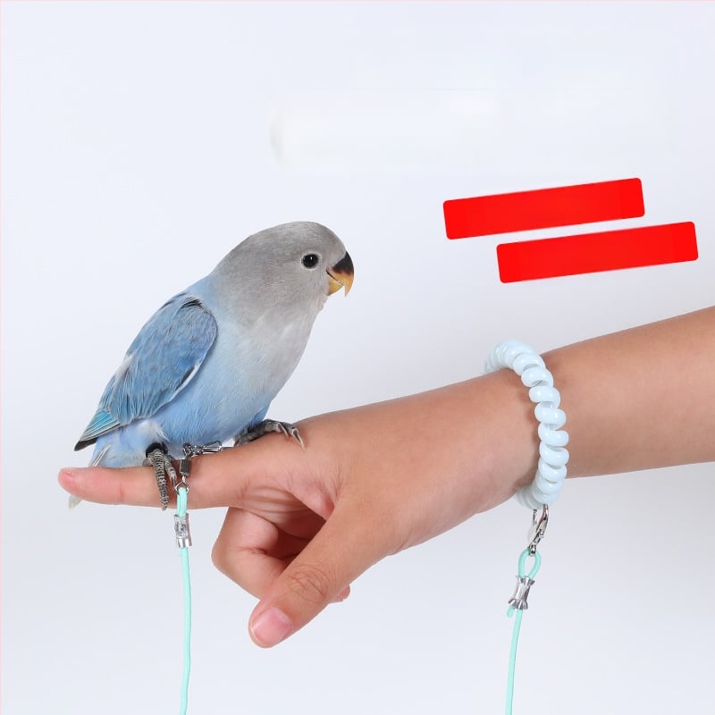 Papagai lidošanas apmācību virve – ultraliega, no elastīgā pavediens ar pēdas gredenu, pēdas ķēdi un kakla komplektu