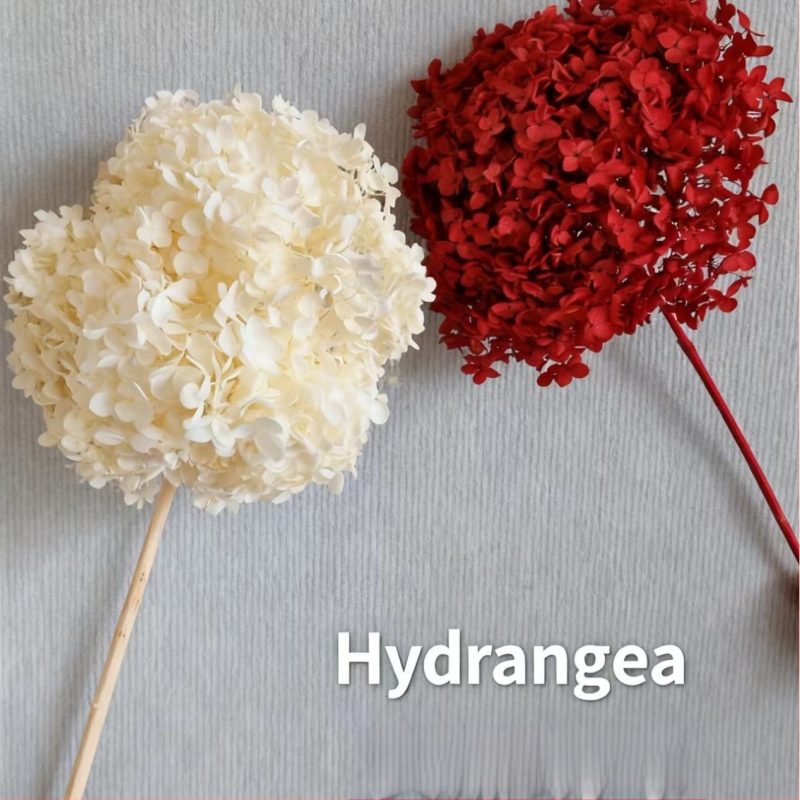 Anna hortenzija — sačuvano cvijeće, ručno izrađene dekoracije za dom i vjenčanja; Marka: Everlasting Anna Hydrangea; Materijal: sačuvano cvijeće; Sorte: Anna