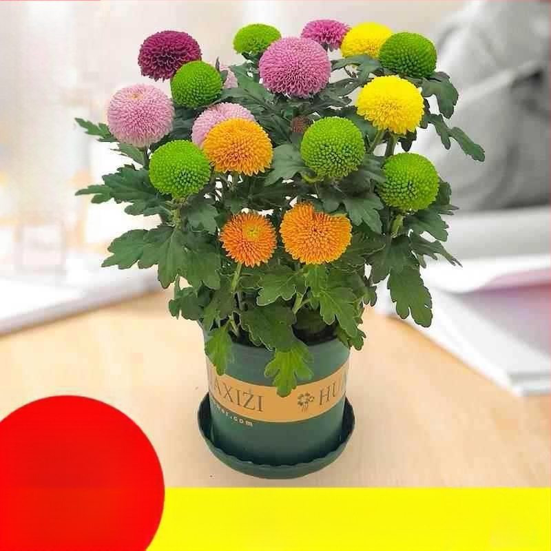 Phd prekės ženklas krizantema vazonėlyje su žiedais - keturi sezonai žydėjimo, tinka balkonui, stalui ir svetainei; įprasta temperatūra, neutralus apšvietimas