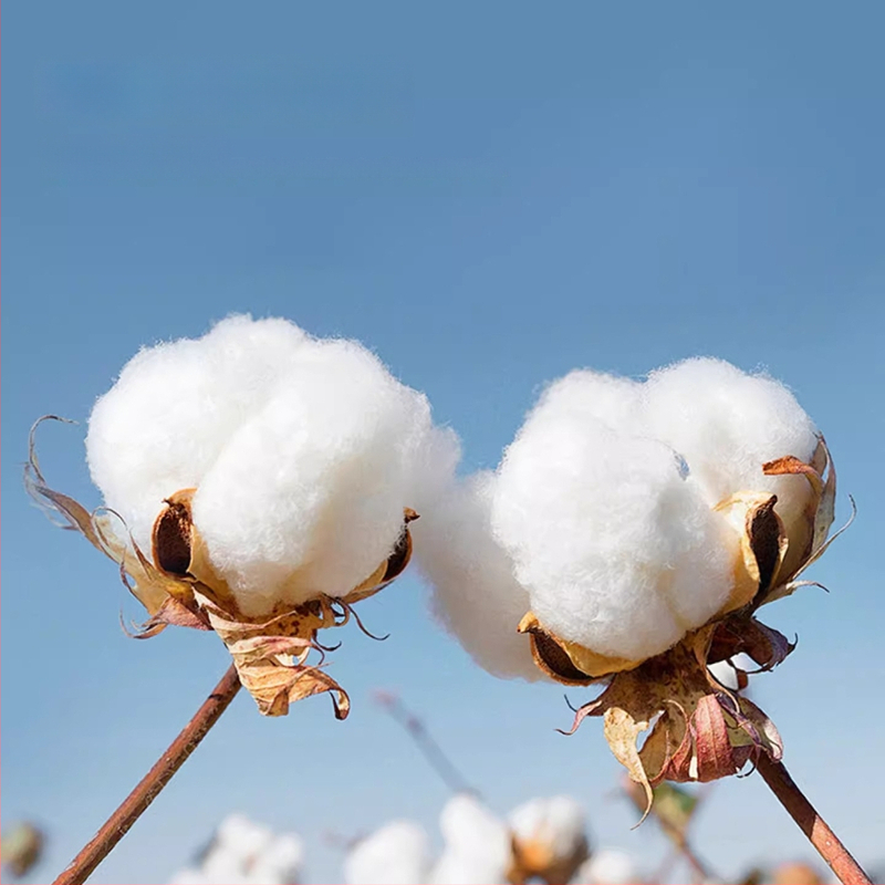 Vaikų ilgomis rankovėmis mokyklinė marškinėliai, korėjietiško stiliaus, švelnus audinio apdorojimas, medvilnės 30% mišinys, žiema 2025