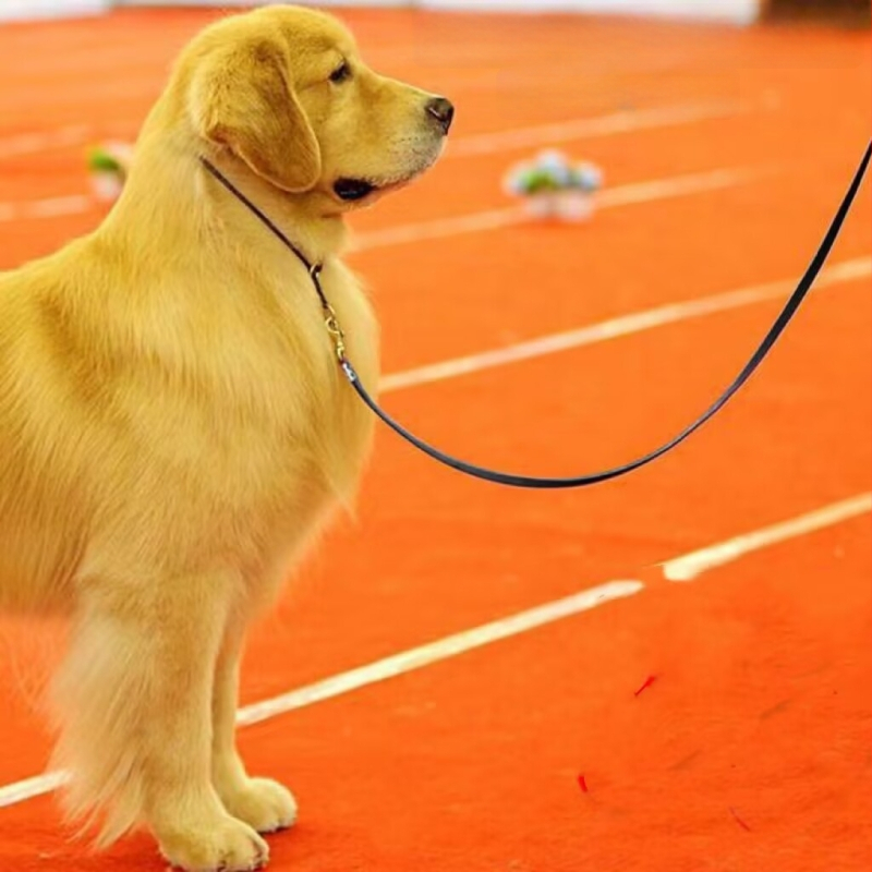 Najlonski povodac za trening psa s ogrlicom, za male i srednje pasmine (Teddy, Bichon, Corgi)