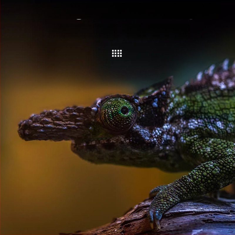 Reptishow Grijanje i basking lampu za reptile i male ljubimce — noćna svjetlost