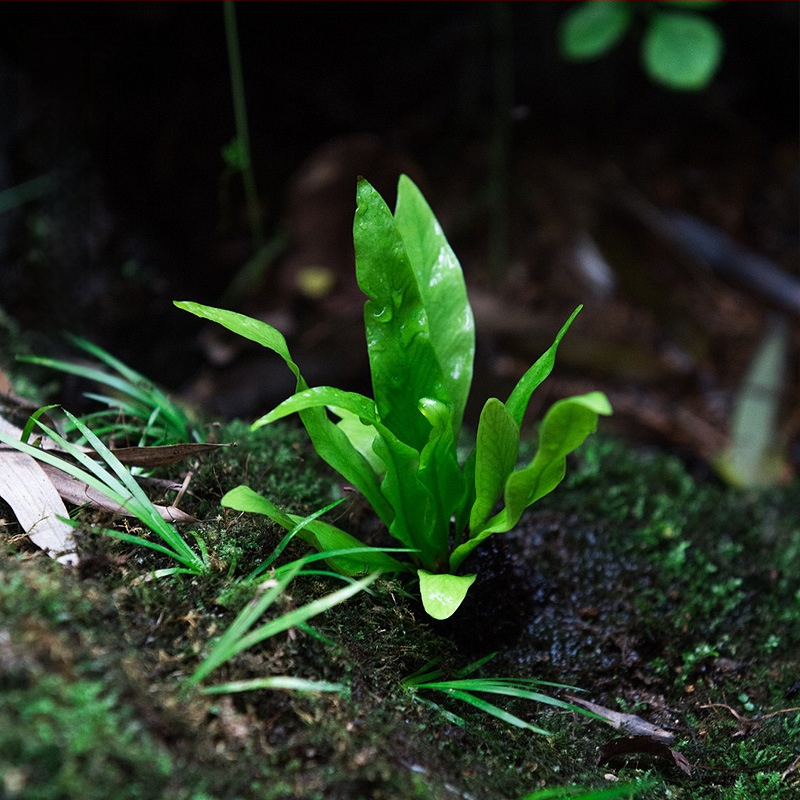 Mikro krajolik paprati u ekološkoj bočici za vodeni i kopneni terrarij, DIY set, moderni minimalistički stil; optimalna temperatura 20°C; osvjetljenje neutralno; vlaga neutralna; biljke: paprati.
