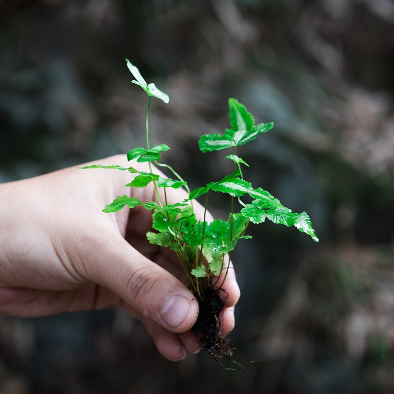 Mikro krajolik paprati u ekološkoj bočici za vodeni i kopneni terrarij, DIY set, moderni minimalistički stil; optimalna temperatura 20°C; osvjetljenje neutralno; vlaga neutralna; biljke: paprati.