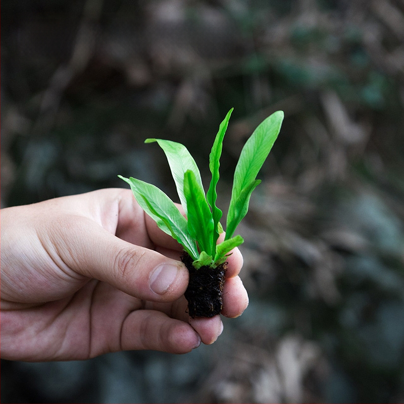 Mikro krajolik paprati u ekološkoj bočici za vodeni i kopneni terrarij, DIY set, moderni minimalistički stil; optimalna temperatura 20°C; osvjetljenje neutralno; vlaga neutralna; biljke: paprati.