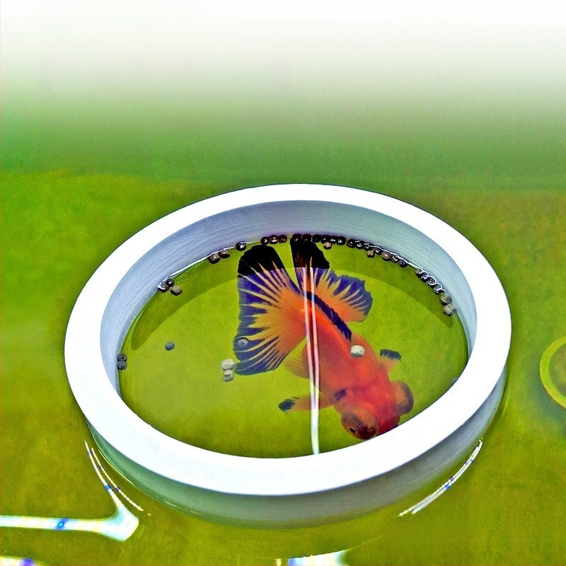 Akváriumi etetőgyűrű úszó etetővel (Anyag: Egyéb; Márka: Sheng bangrong; Alkalmas: Akvárium; Import: Nem; Dobozmennyiség: Egyéb)