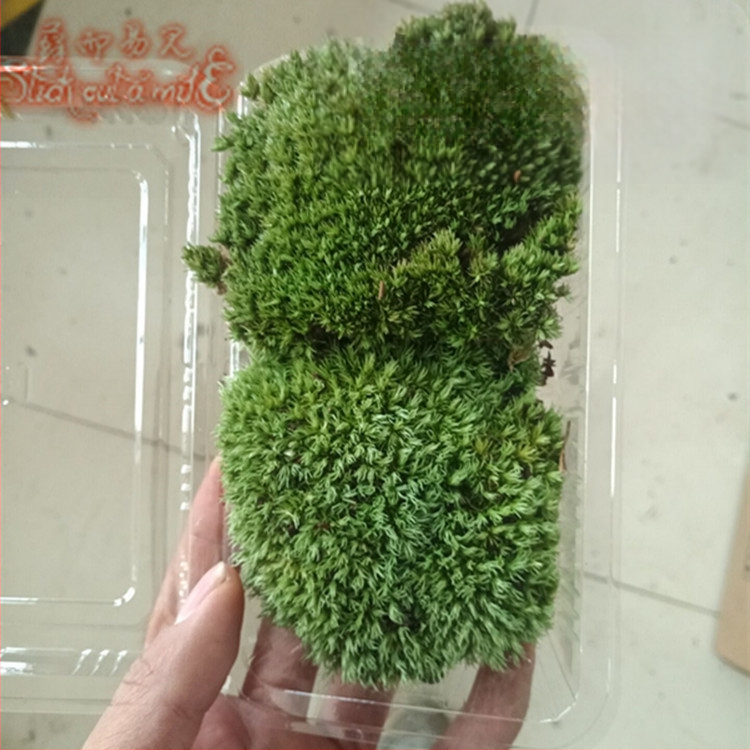 Muș pentru micro-peisaj într-o sticlă ecologică, muș de grădină, ambalat în cutii sau la bax