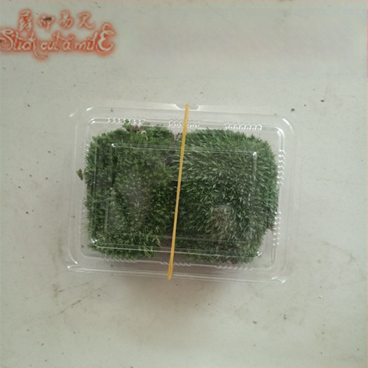 Muș pentru micro-peisaj într-o sticlă ecologică, muș de grădină, ambalat în cutii sau la bax