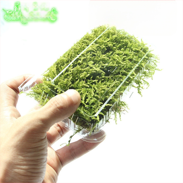 Muș pentru micro-peisaj într-o sticlă ecologică, muș de grădină, ambalat în cutii sau la bax