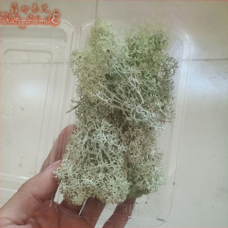 Muș pentru micro-peisaj într-o sticlă ecologică, muș de grădină, ambalat în cutii sau la bax