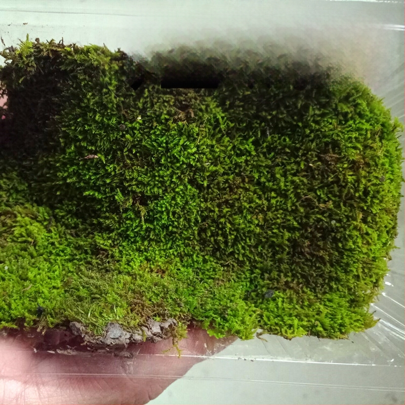 Muș pentru micro-peisaj într-o sticlă ecologică, muș de grădină, ambalat în cutii sau la bax