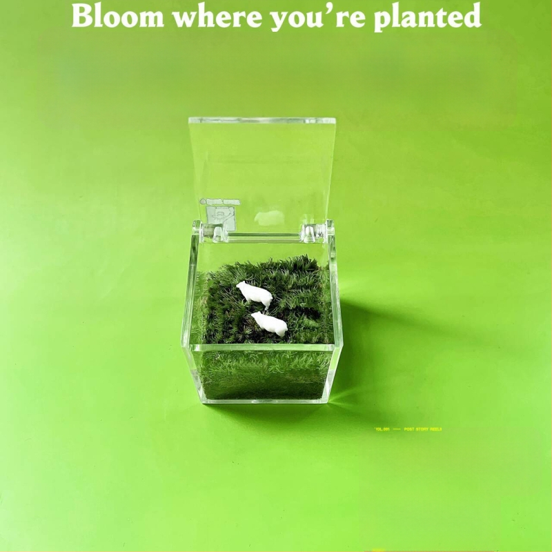 Peisaj mic cu mușchi pentru birou – realizat manual, personalizare logo disponibil, cadou pentru birou