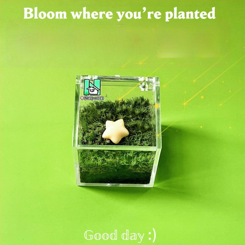 Peisaj mic cu mușchi pentru birou – realizat manual, personalizare logo disponibil, cadou pentru birou