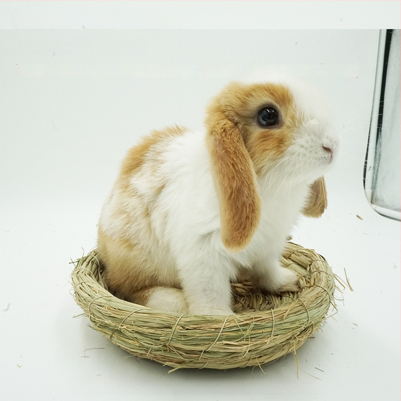 Χειροποίητο φωλίστρι από χορτάρι για μικρά κατοικίδια – κατάλυμα για κουνέλια, τσιντσίλα, σκαντζόχοιρους – Υλικό: μεταξωτό λουλούδι