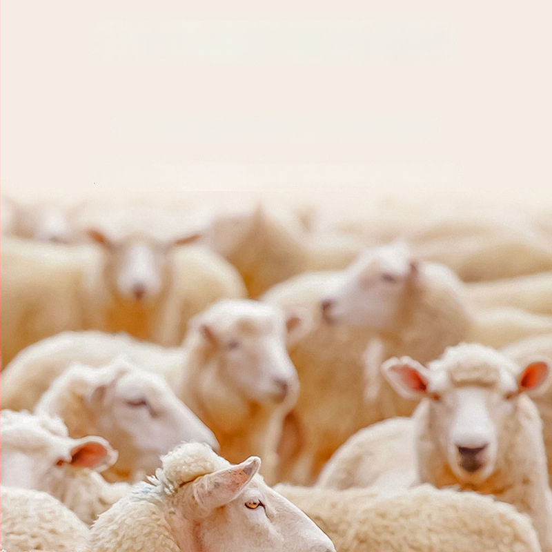 Vesta termică pentru femei - pentru exterior, Dublu strat, Grosime 201-250 g/m², Conținutul principal al țesăturii 70-80%