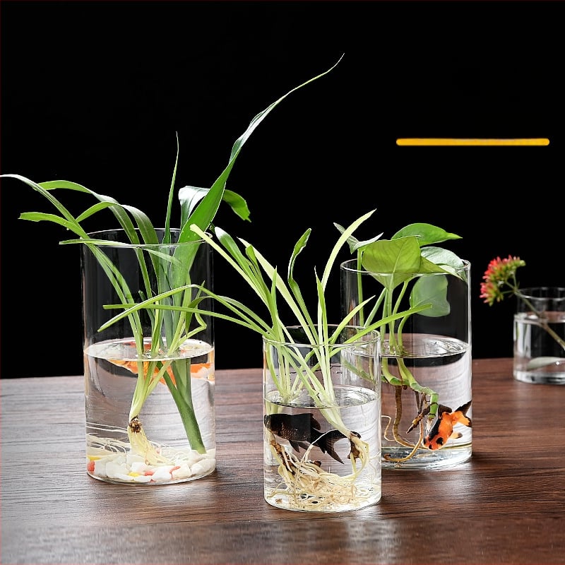 Δοχείο από γυαλί υψηλής αντοχής για υδροπονία, ανθοδέσεις και διαφανές ενυδρείο, χαρτονένια συσκευασία