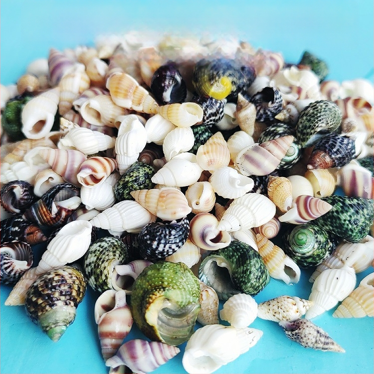 Διάκοσμητικά ενυδρείου από κοχύλια – φυσικά θαλάσσια κοχύλια, ναυτικό στυλ, πλήρως φυσική κατασκευή (Υλικό: Κοχύλι; Στυλ: Ναυτικό; Διαδικασία: Βιονική; Εφαρμογές: αξεσουάρ φωτογραφικών στούντιο, απεικονίσεις ενυδρείου)