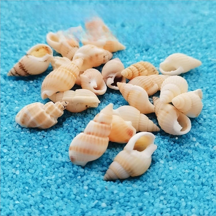 Διάκοσμητικά ενυδρείου από κοχύλια – φυσικά θαλάσσια κοχύλια, ναυτικό στυλ, πλήρως φυσική κατασκευή (Υλικό: Κοχύλι; Στυλ: Ναυτικό; Διαδικασία: Βιονική; Εφαρμογές: αξεσουάρ φωτογραφικών στούντιο, απεικονίσεις ενυδρείου)