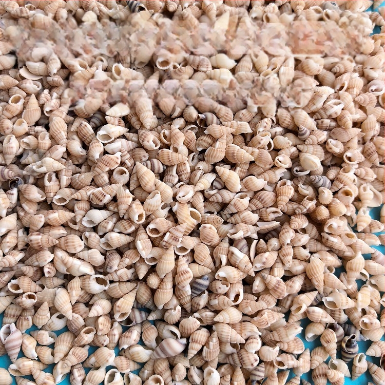 Διάκοσμητικά ενυδρείου από κοχύλια – φυσικά θαλάσσια κοχύλια, ναυτικό στυλ, πλήρως φυσική κατασκευή (Υλικό: Κοχύλι; Στυλ: Ναυτικό; Διαδικασία: Βιονική; Εφαρμογές: αξεσουάρ φωτογραφικών στούντιο, απεικονίσεις ενυδρείου)