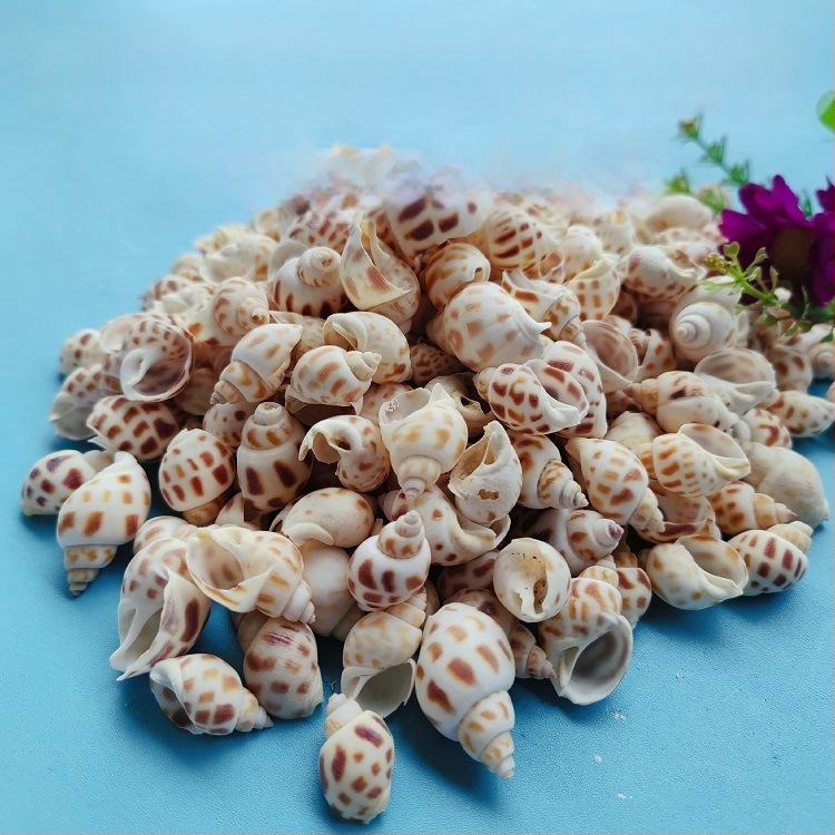 Διάκοσμητικά ενυδρείου από κοχύλια – φυσικά θαλάσσια κοχύλια, ναυτικό στυλ, πλήρως φυσική κατασκευή (Υλικό: Κοχύλι; Στυλ: Ναυτικό; Διαδικασία: Βιονική; Εφαρμογές: αξεσουάρ φωτογραφικών στούντιο, απεικονίσεις ενυδρείου)