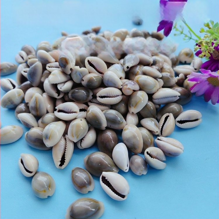 Διάκοσμητικά ενυδρείου από κοχύλια – φυσικά θαλάσσια κοχύλια, ναυτικό στυλ, πλήρως φυσική κατασκευή (Υλικό: Κοχύλι; Στυλ: Ναυτικό; Διαδικασία: Βιονική; Εφαρμογές: αξεσουάρ φωτογραφικών στούντιο, απεικονίσεις ενυδρείου)