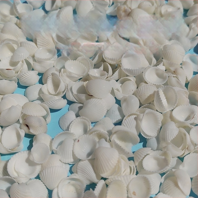 Διάκοσμητικά ενυδρείου από κοχύλια – φυσικά θαλάσσια κοχύλια, ναυτικό στυλ, πλήρως φυσική κατασκευή (Υλικό: Κοχύλι; Στυλ: Ναυτικό; Διαδικασία: Βιονική; Εφαρμογές: αξεσουάρ φωτογραφικών στούντιο, απεικονίσεις ενυδρείου)