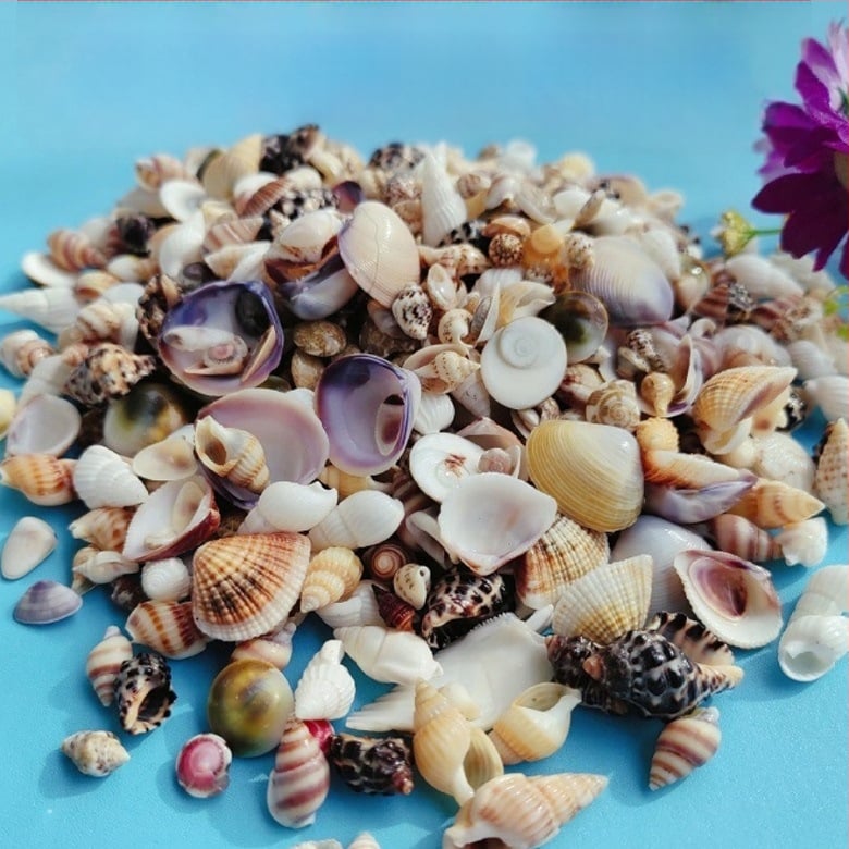 Διάκοσμητικά ενυδρείου από κοχύλια – φυσικά θαλάσσια κοχύλια, ναυτικό στυλ, πλήρως φυσική κατασκευή (Υλικό: Κοχύλι; Στυλ: Ναυτικό; Διαδικασία: Βιονική; Εφαρμογές: αξεσουάρ φωτογραφικών στούντιο, απεικονίσεις ενυδρείου)