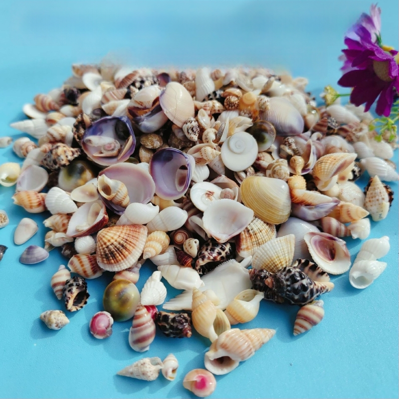 Διάκοσμητικά ενυδρείου από κοχύλια – φυσικά θαλάσσια κοχύλια, ναυτικό στυλ, πλήρως φυσική κατασκευή (Υλικό: Κοχύλι; Στυλ: Ναυτικό; Διαδικασία: Βιονική; Εφαρμογές: αξεσουάρ φωτογραφικών στούντιο, απεικονίσεις ενυδρείου)